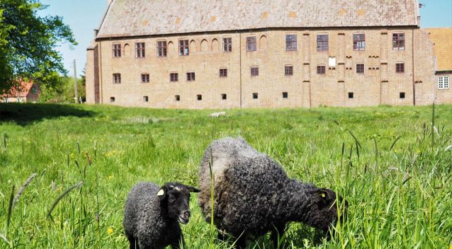 Mødet finder sted i Esrum Kloster. Foto: Nationalpark Kongernes Nordsjælland.